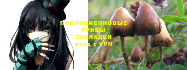 PSILOCYBIN Заводоуковск